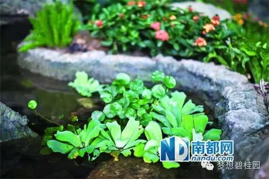 碧桂园总部大楼绿色植物,碧桂园总部大楼种的什么植物