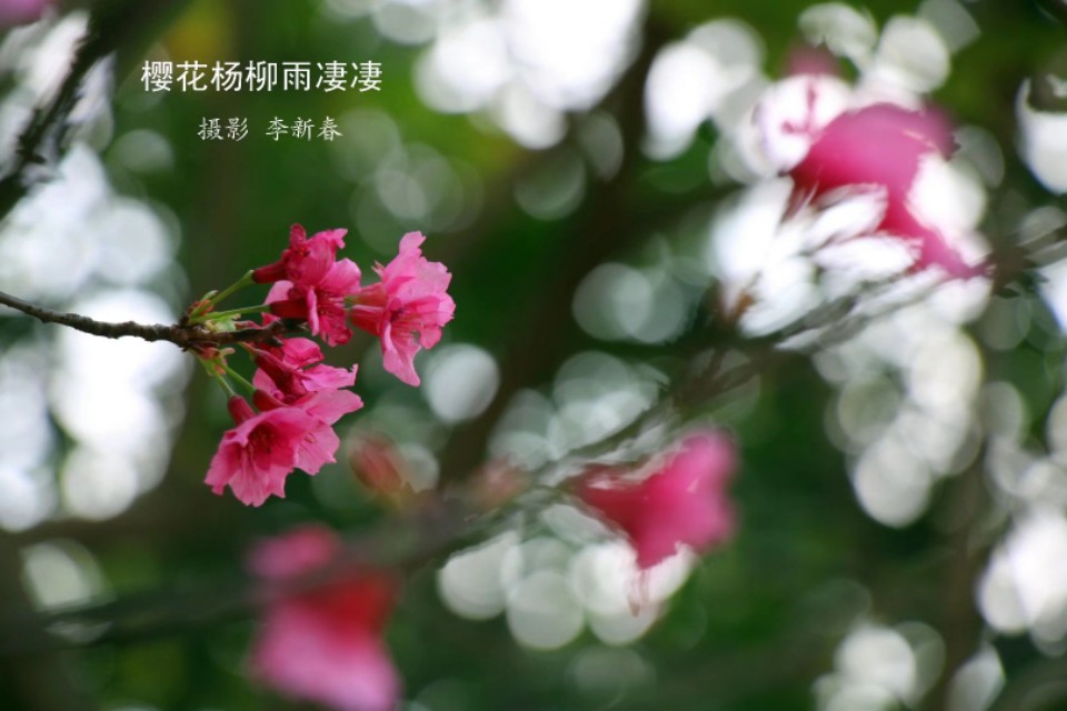 李新春,李新春艺术欣赏