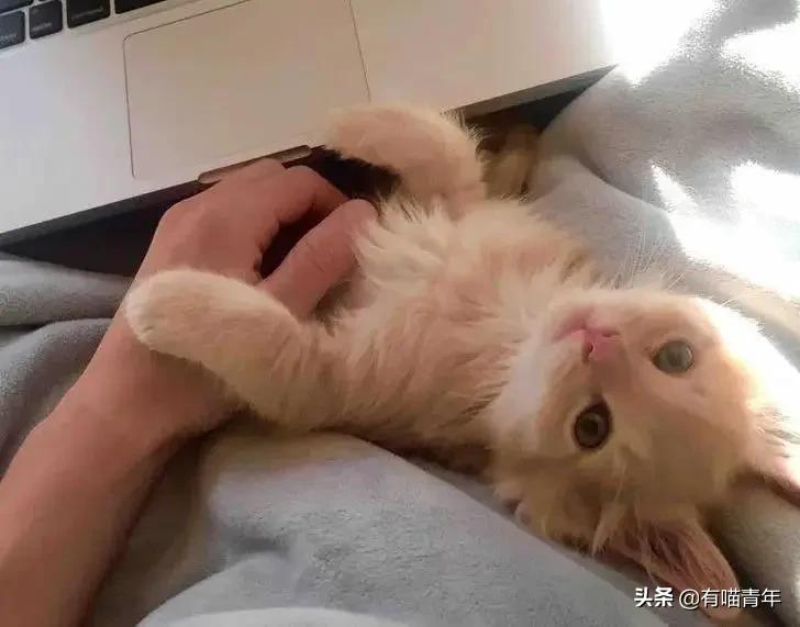 医生说我家猫很有性格,医生说我的猫有点傻