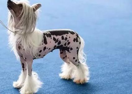 什么狗颜值又高又好养,什么狗最好养又听话高颜值