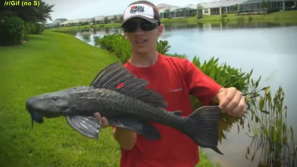 垃圾鱼泛滥成灾的原因,外来物种清道夫鱼中国在哪泛滥