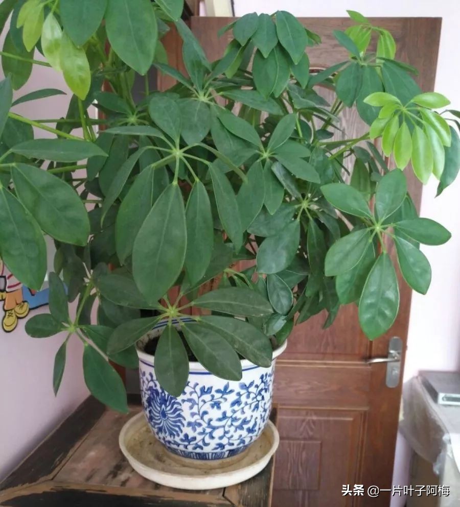 5个植物最招财,能开花又好养的植物又有寓意