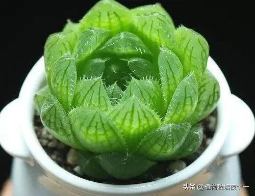 多肉樱水晶长高了怎么办,樱水晶多肉开花图片