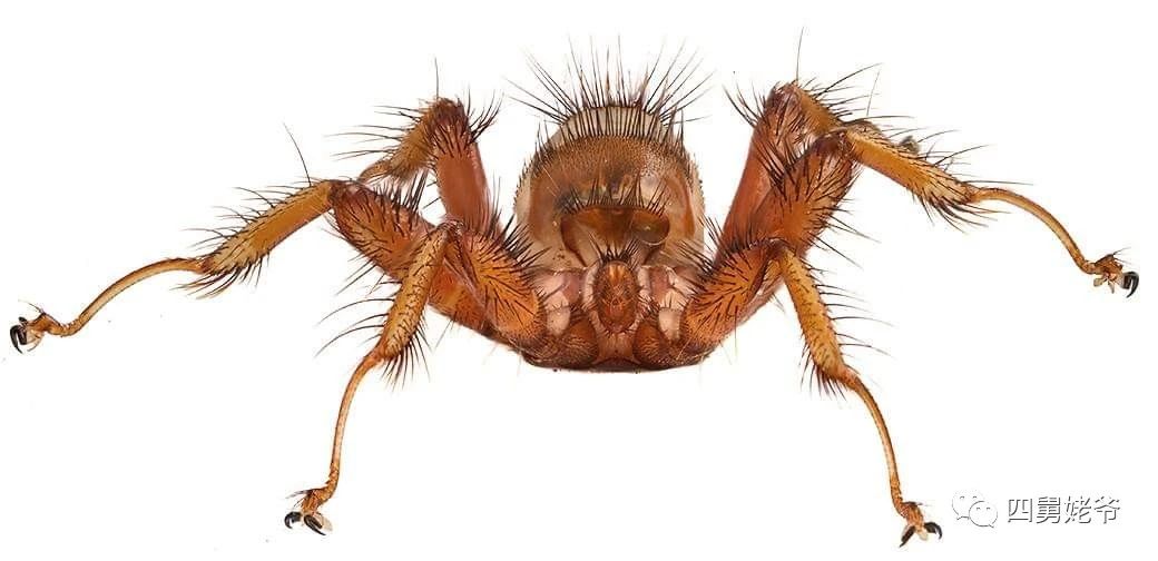 蛛蝇NycteribiaStylidiopsis