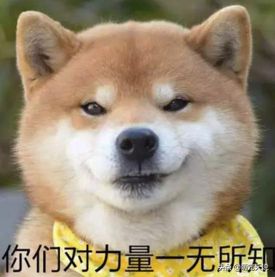 狗狗同床睡的危害,狗狗跟人一起睡对人有什么坏处