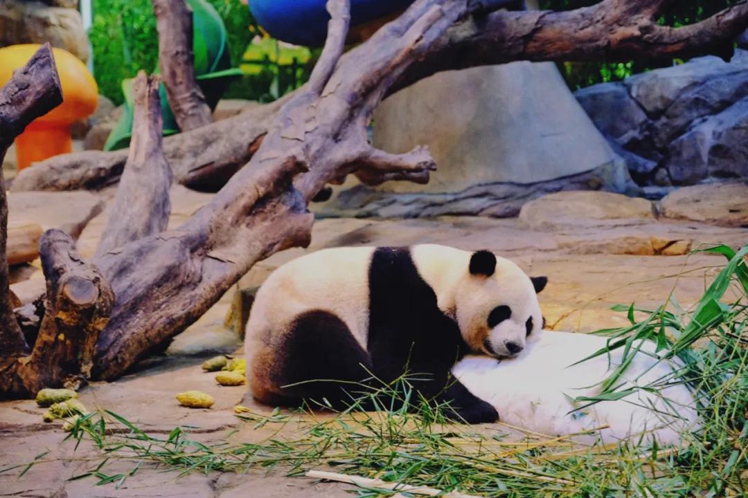 广州长隆最省钱玩法,最实惠广州长隆攻略