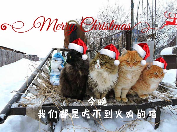 圣诞节的喵星人霸气又略萌,猫奴必看!又骗我养猫?