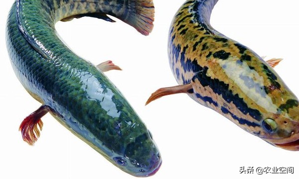 黑鱼经济,工厂化高密度黑鱼养殖效益分析