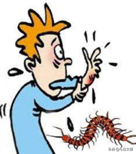 蜈蚣咬伤急诊处理办法,蜈蚣咬伤人怎么自救