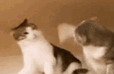 给猫咪买零食一般买什么好,猫咪吃8块钱一斤的猫粮