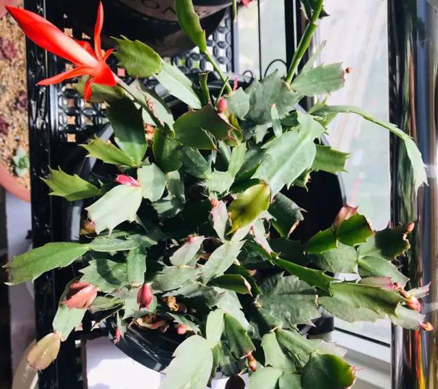 夏天种花不浇水的小窍门,哪十种花夏季少浇水