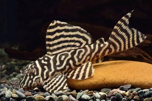 清道夫观赏鱼除藻,观赏鱼中的清道夫