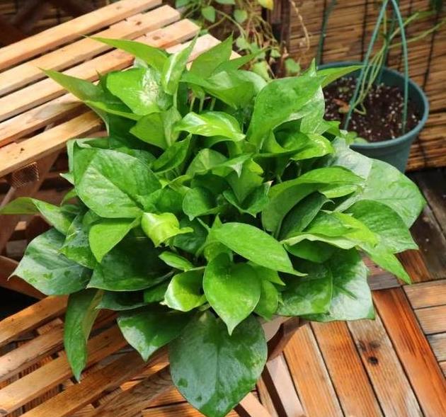 小妙招绿萝加什么长得绿油油,养绿萝只需加几粒它绿萝疯长