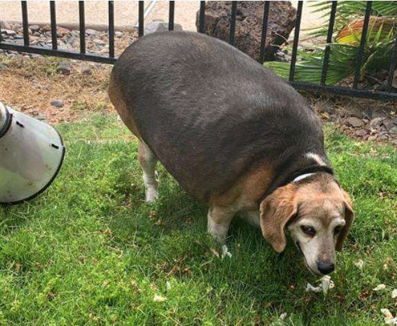 十大容易胖的狗排名,最容易胖成猪的几种狗