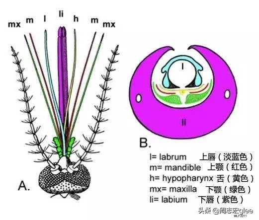 蚊子能传播一大堆疾病，为什么不能传染艾滋病？