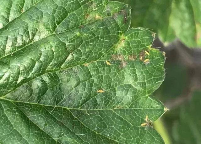 春棚草莓秧苗有蓟马打啥药,草莓蓟马虫害的症状与防治