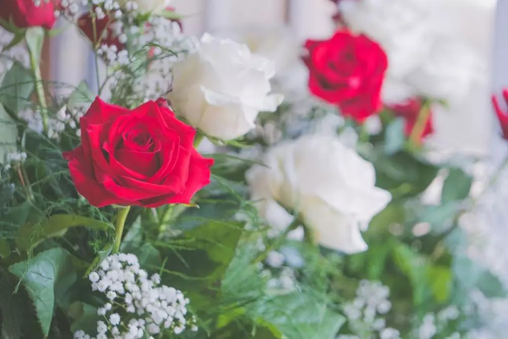 香槟玫瑰白玫瑰的花语是什么,红色玫瑰香槟玫瑰花语寓意