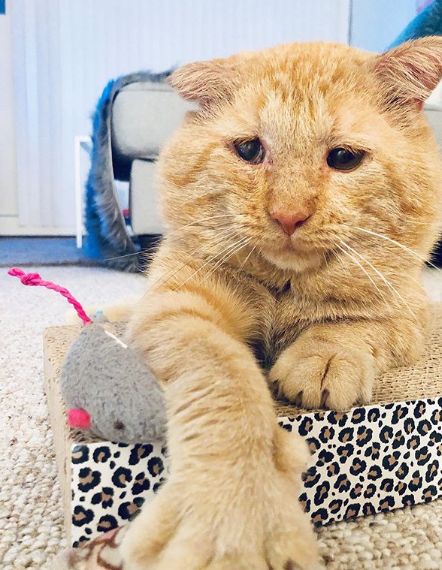 房东不准养猫谁能把猫领养,租房时房东不让养猫然后发了图片