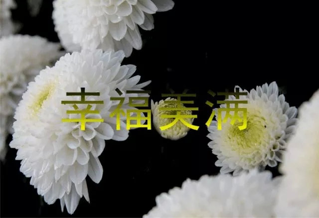 都闪开！这才是最牛逼的菊花宝典