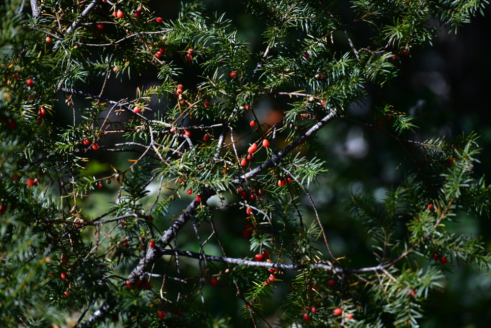 罕见柳州惊现神奇冥界之花水晶兰,珍稀罕见幽灵之花水晶兰现身重庆