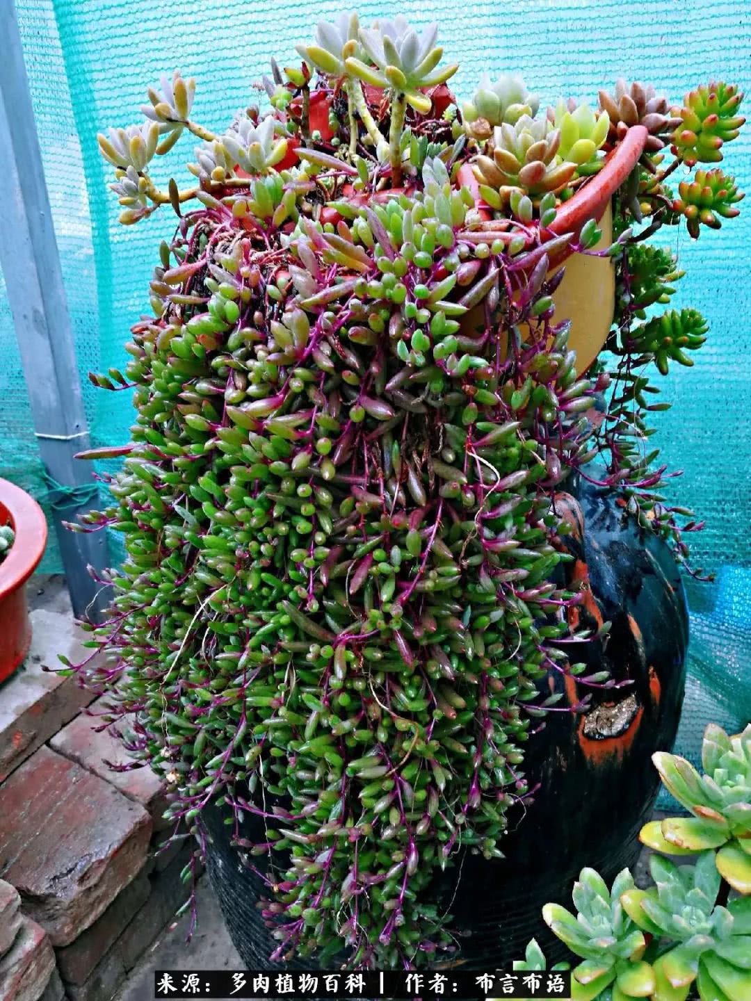 从多肉上感悟人生,多肉的真实生活感悟