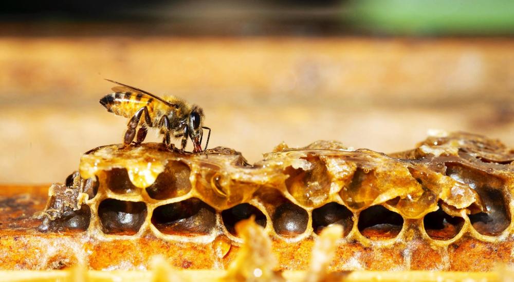 63只企鹅疑似被蛰死,南极企鹅被蜜蜂蛰死