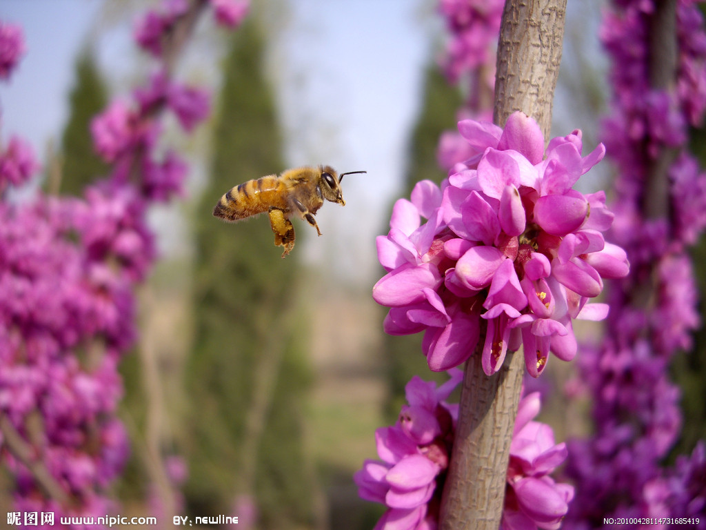 与春有关的成语或俗语,春字开头成语大全四字成语