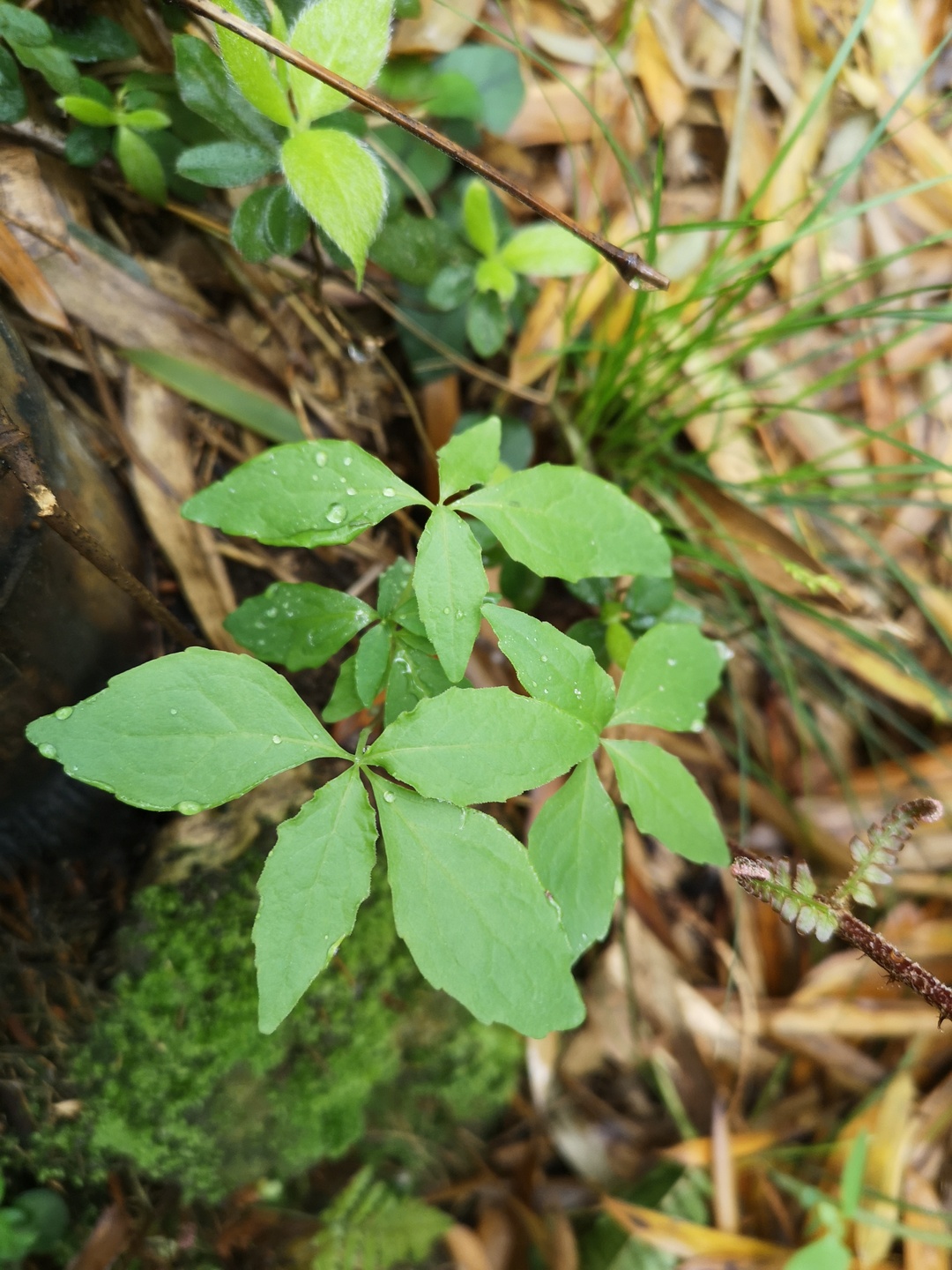 竹林深处探宝——只为了那一棵黄精