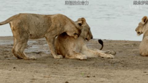 流浪雄狮和幼狮,流浪幼狮米菲成长记
