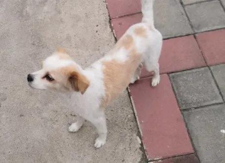 狗狗也会得癌症吗,狗狗乳腺肿块是怎么回事