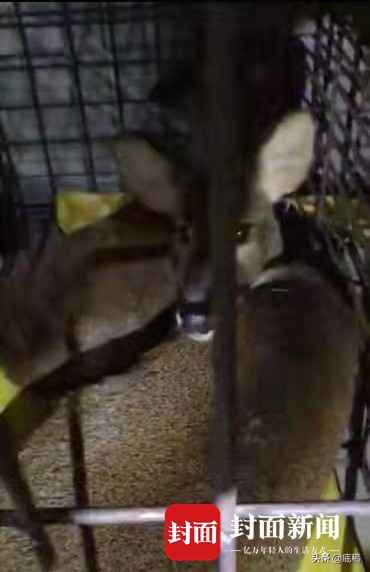 病毒之后，野味之“惑”：19名院士学者联名呼吁，杜绝野生动物非法贸易和食用