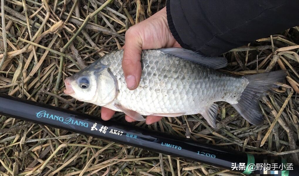 台钓手法,抬竿如何逗钓