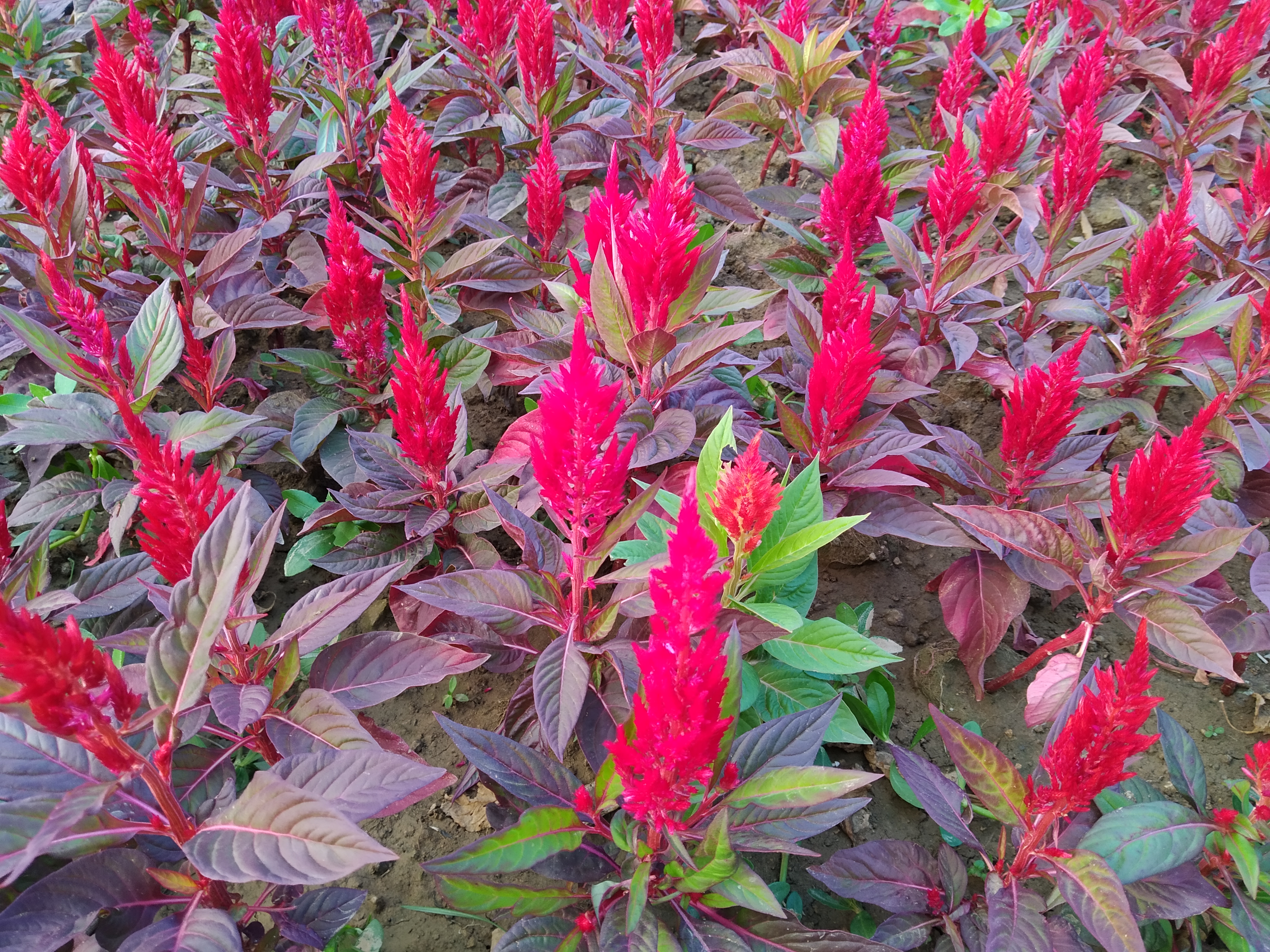 铃儿响叮当幼儿舞蹈,铃儿响叮当