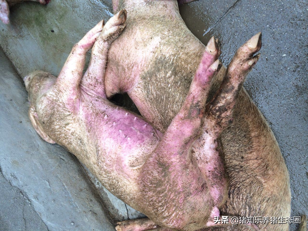 怎么预防猪链球菌的发生,养猪工人讲猪链球菌