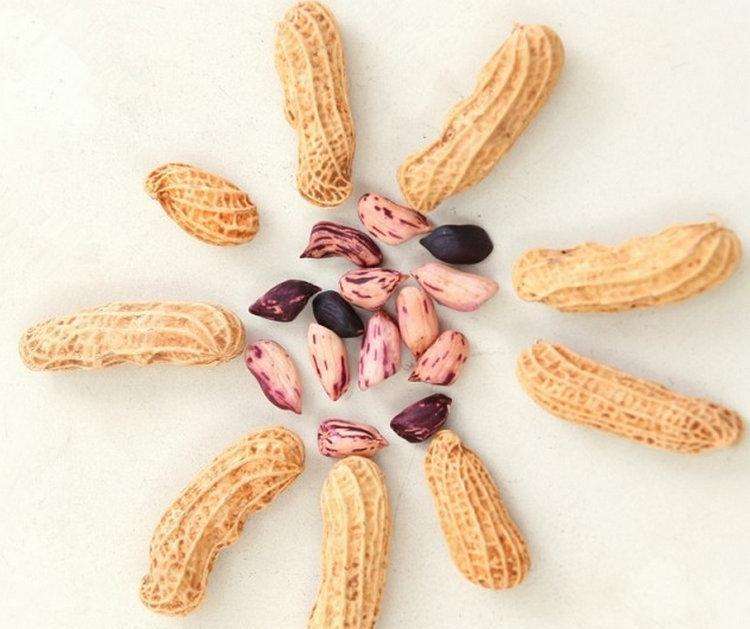 七彩花生是不是转基因花生,云南新鲜带泥七彩花生