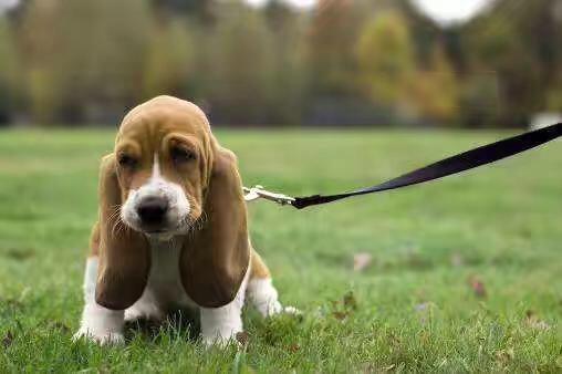犬细小病毒感染怎么办,细小病毒感染的症状
