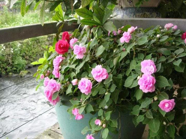 我准备在阳台种一盆非洲凤仙，谁知种着种着成了一阳台凤仙花