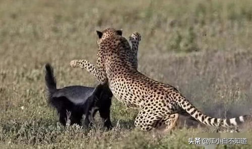 狞猫和蜜獾干架,蜜獾为啥怕狞猫