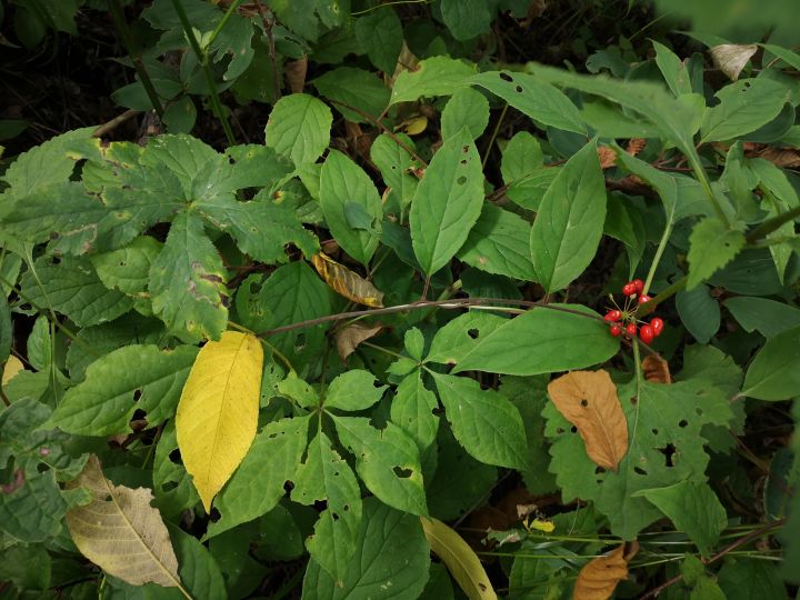 各类人参,从功效与性能上如何排名?