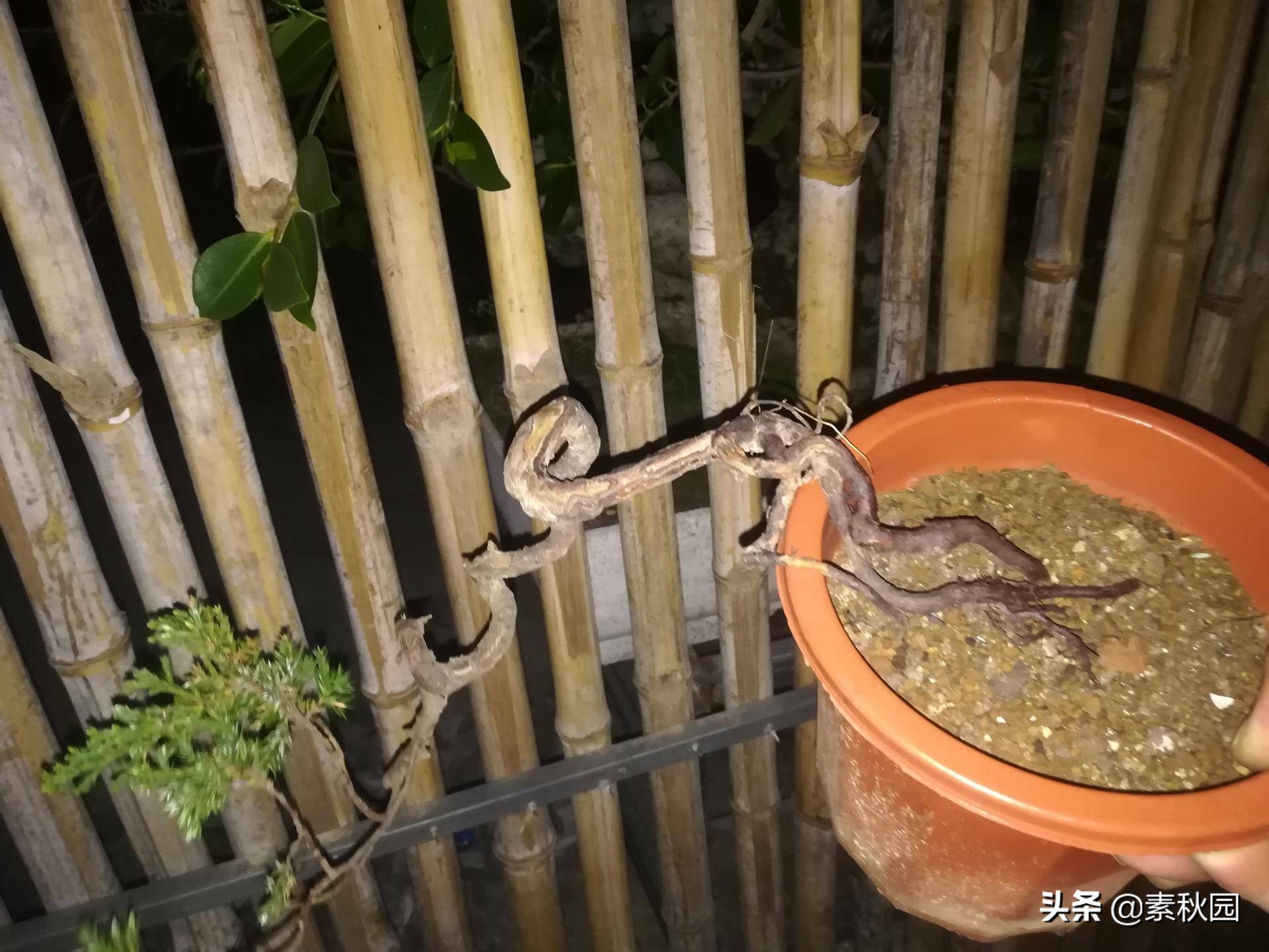 怎样从一棵小苗培养成提根盆景—台湾真柏