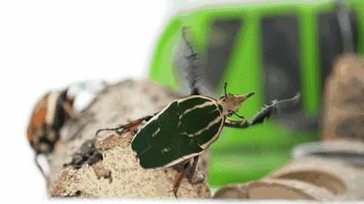 只要19.9元!3000+昆虫萌宠来袭!首届昆虫萌宠主题沉浸展空降武汉