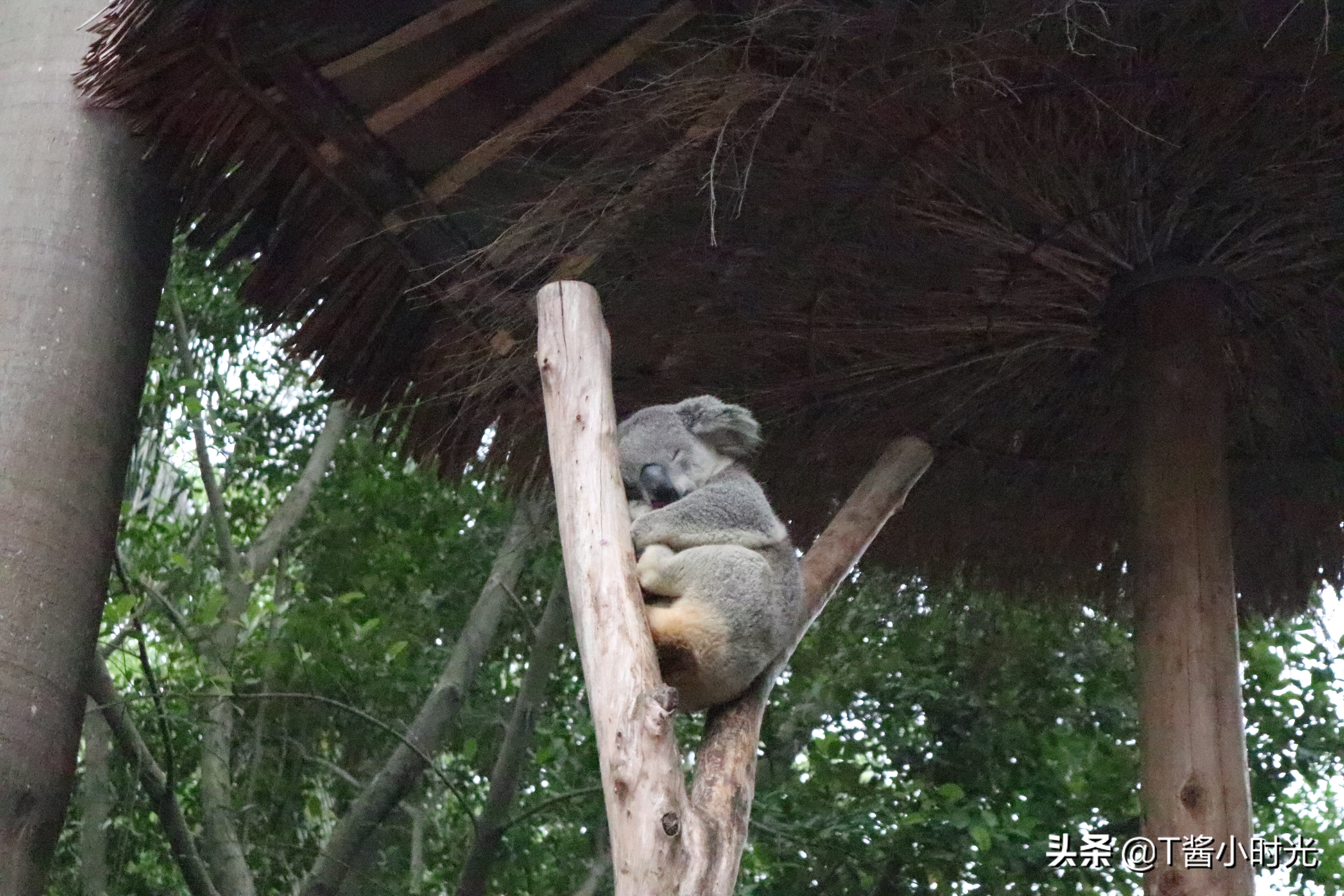 长隆野生动物园自驾怎么收费,广州长隆野生动物园在哪个区