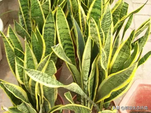 除甲醛的绿植有哪些比较好养,除甲醛最好的绿植都有啥