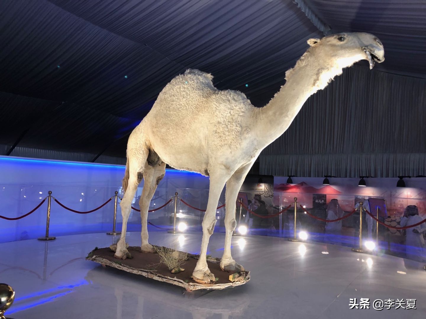 赛骆驼赛马奖金都上亿还有什么能阻止阿拉伯土豪？！