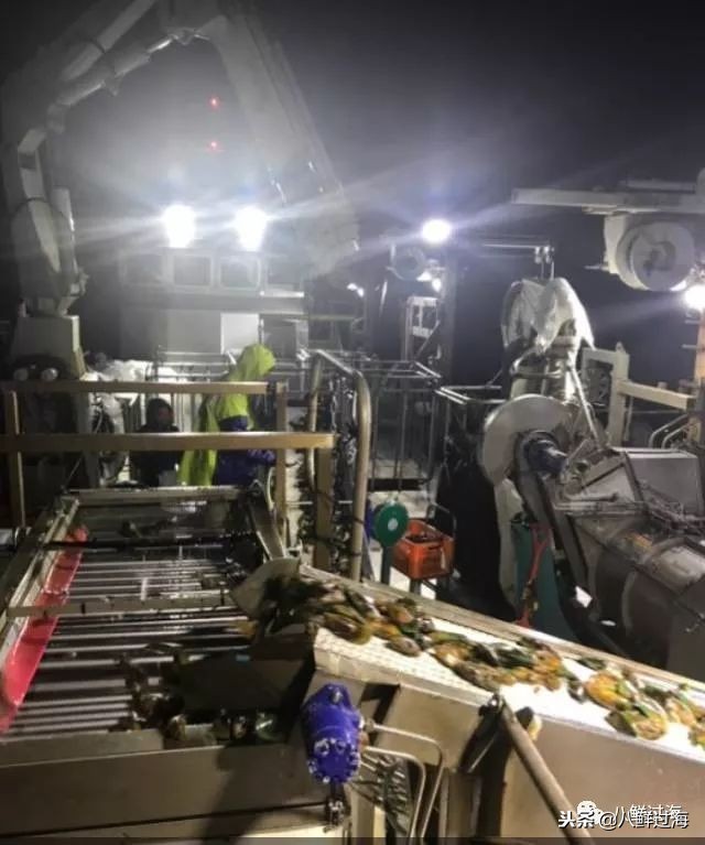 引入活青口贝、鲜帝王鲑,新西兰海产出口商的新生力量!