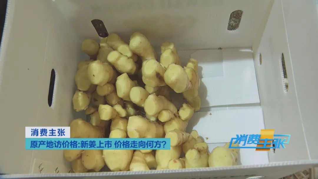 大量精品生姜出售,今日鲜姜收购价格