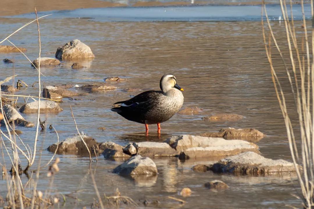 涂上黄色的“润唇膏”，TA就是野鸭中最靓的仔