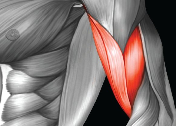 手臂肉松松垮垮怎么练最快,如何让手臂自然状态有型有线条