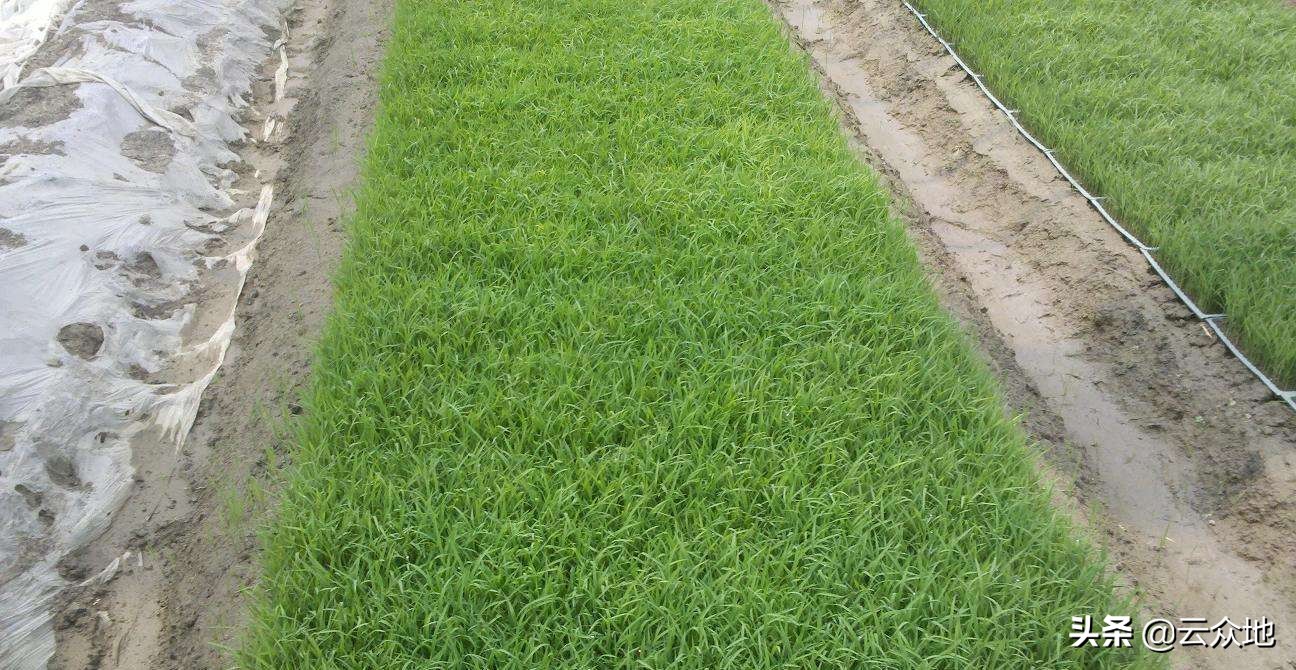 水稻育秧的最佳方法,水稻育秧技术与方法