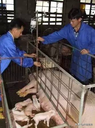 母猪助产:“十”字方针......